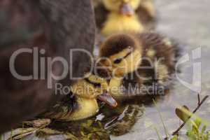 Baby Muscovy ducklings Cairina moschata flock