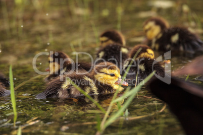 Baby Muscovy ducklings Cairina moschata flock