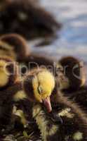 Baby Muscovy ducklings Cairina moschata flock