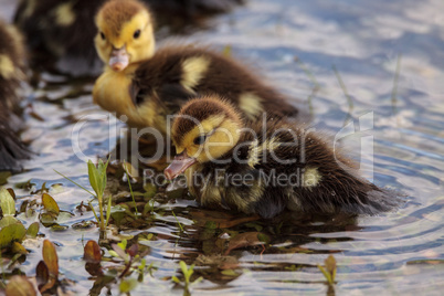 Baby Muscovy ducklings Cairina moschata flock