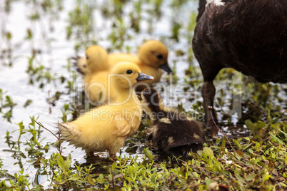 Baby Muscovy ducklings Cairina moschata flock