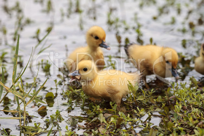 Baby Muscovy ducklings Cairina moschata flock