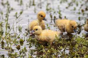 Baby Muscovy ducklings Cairina moschata flock