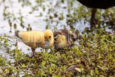 Baby Muscovy ducklings Cairina moschata flock