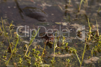 Florida softshell turtle Apalone ferox in a pond