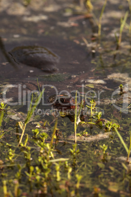 Florida softshell turtle Apalone ferox in a pond