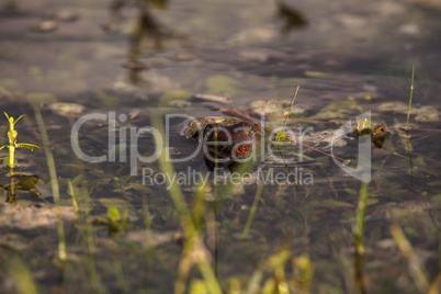 Florida softshell turtle Apalone ferox in a pond