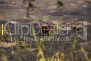 Florida softshell turtle Apalone ferox in a pond