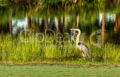 Great blue heron wading bird Ardea herodias