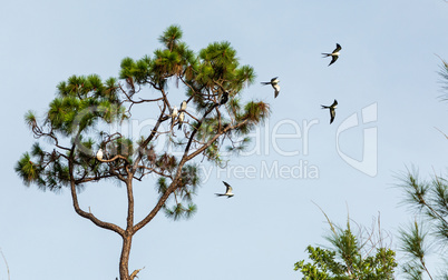 Swallow-tailed kites flock in the pine trees of Naples, Florida