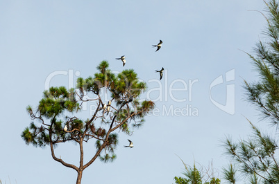 Swallow-tailed kites flock in the pine trees of Naples, Florida