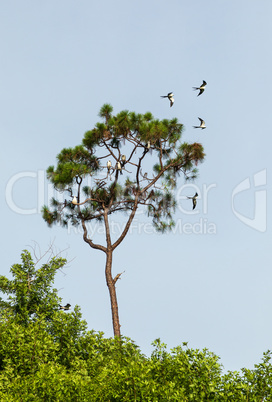 Swallow-tailed kites flock in the pine trees of Naples, Florida