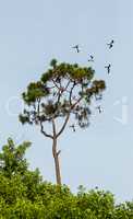 Swallow-tailed kites flock in the pine trees of Naples, Florida