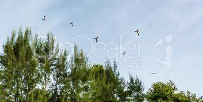 Swallow-tailed kites flock in the pine trees of Naples, Florida