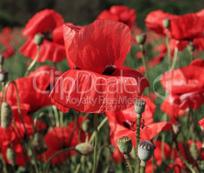 field with blossoming red poppies