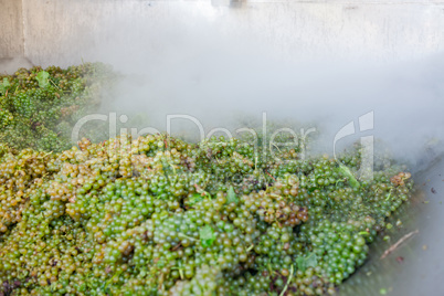 White grape bunches processed with nitrogen