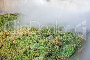 White grape bunches processed with nitrogen