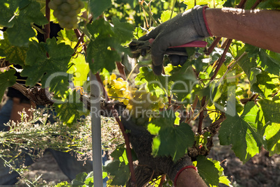 Hands of a grape harvester cutting a white grape bunches