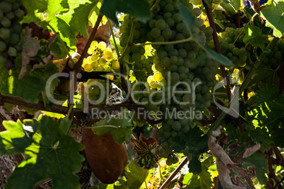 Grape harvester cutting a white grape bunches