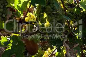 Grape harvester cutting a white grape bunches