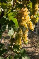 White grapes bunches on the vine