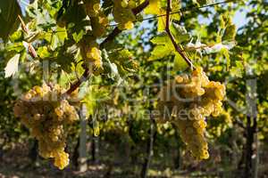 Bunches of white grapes on the vine