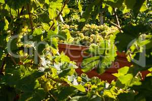 White grape bunches loaded on truck