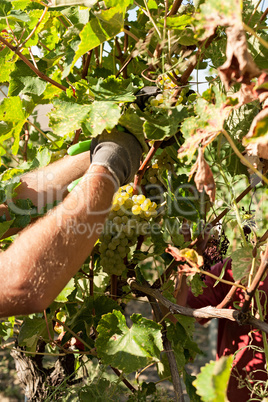 Grape harvester by cutting a bunch of grapes from the vine