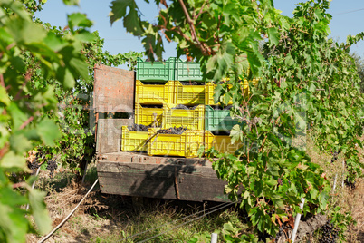 Bunches of grapes in crates loaded on truck