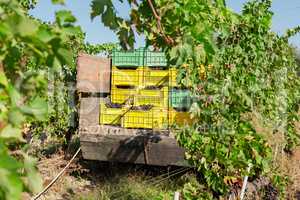 Bunches of grapes in crates loaded on truck