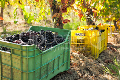 Bunches of red grapes in crates in the vineyard
