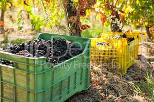 Bunches of red grapes in crates in the vineyard