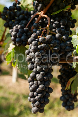 Bunches of red grapes in the vineyard