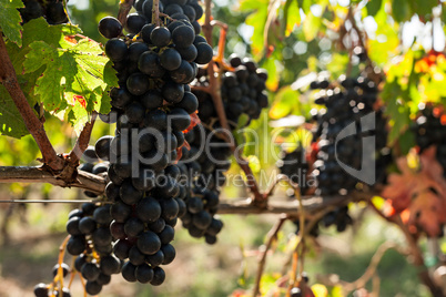 Closeup of bunches of red grapes in the vineyard