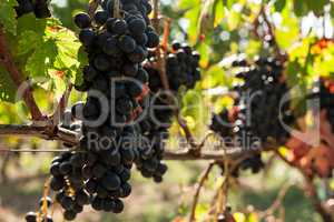 Closeup of bunches of red grapes in the vineyard