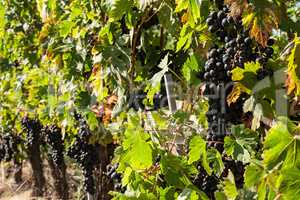 Bunches of red grapes in the vineyard