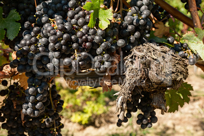 Bunch of grapes and trunk of the vine