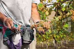 Grape harvester showing a bunch of grapes with scissors