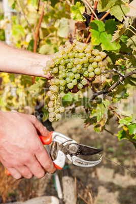 Grape harvester holding a bunch of grapes and scissors