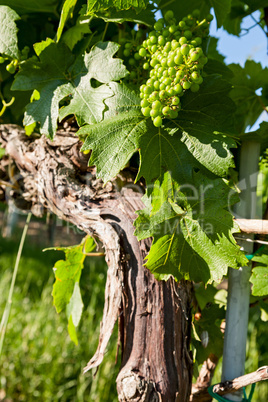 Small green grapes