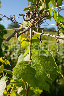 Detail of a vine and leaf