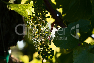 Small green bunch of grapes