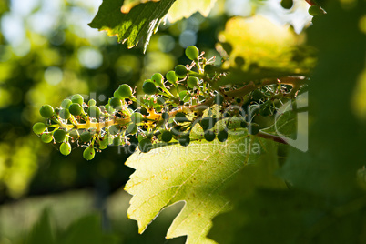 Small green bunch of grapes and leaves on vineyard