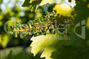 Small green bunch of grapes and leaves on vineyard
