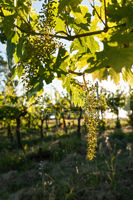 Small green grapes on vineyard