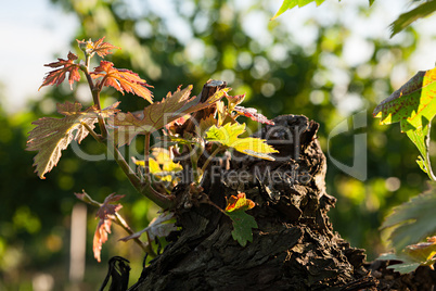 Small plant of vine born on a trunk