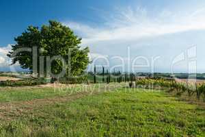Panoramic view of vineyard and fields