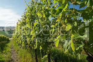 Rows of grapevines