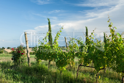 Grapevines in the vineyard