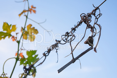 Detail of a vine and colored leaves